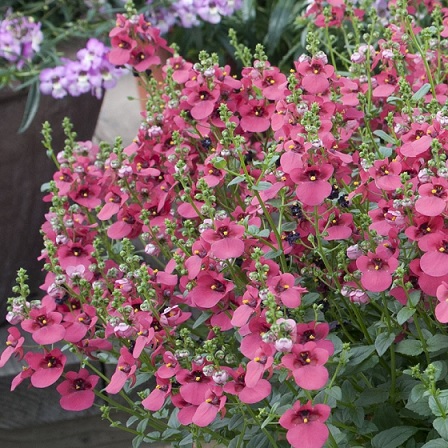 Diascia_elegans_Divara_Pink_2