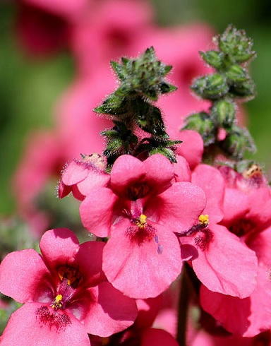 Diascia_elegans_Divara_Pink_3