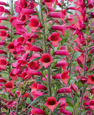 Digitalis_illumination_cherry_brandy_2