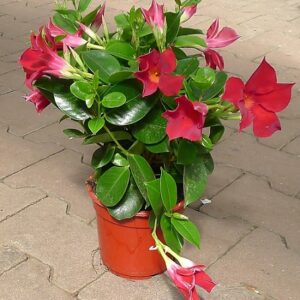 Dipladenia rio deep red