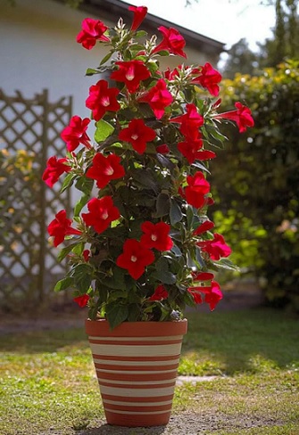 Dipladenia_rio_deep_red_2