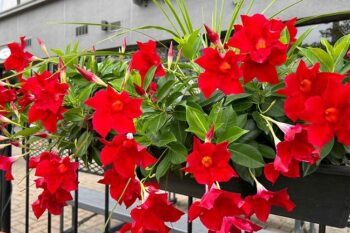 Dipladenia_rio_deep_red_3