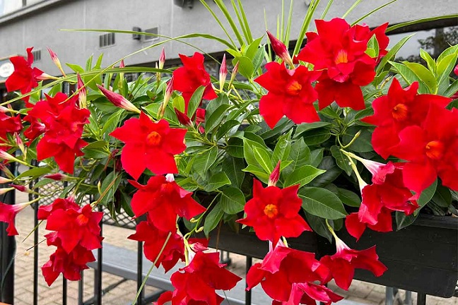 Dipladenia_rio_deep_red_3