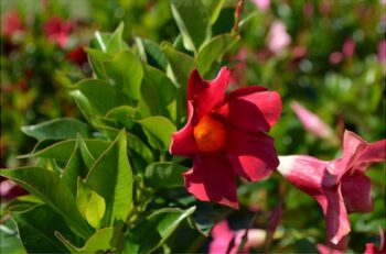 Dipladenia_rio_deep_red_4