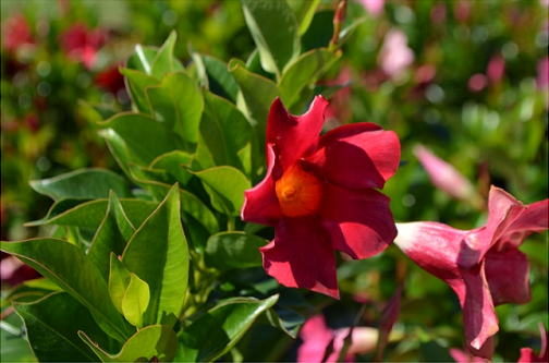 Dipladenia_rio_deep_red_4