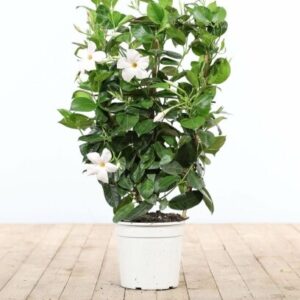 Dipladenia sanderi blanc