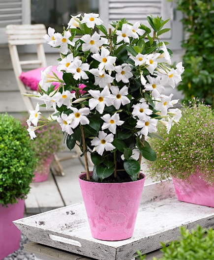 Dipladenia_sanderi_blanc_2