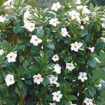 Dipladenia_sanderi_blanc_3