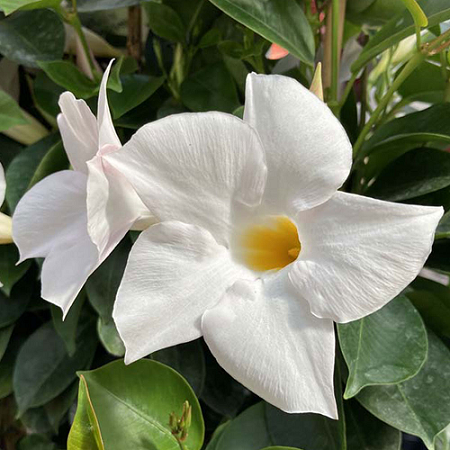 Dipladenia_sanderi_blanc_4