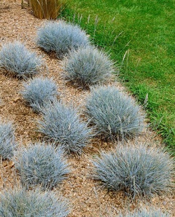 Festuca_Eisvogel_1