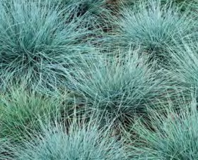 Festuca_Eisvogel_2