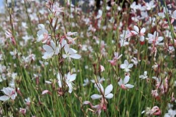 Gaura_indheimeri_gambit_white_1