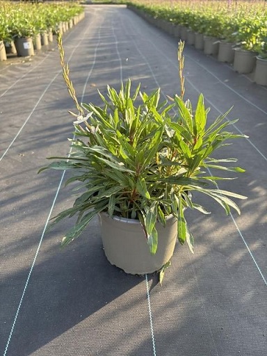 Gaura_indheimeri_gambit_white_2
