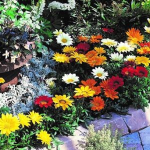 Gazania impressa mix