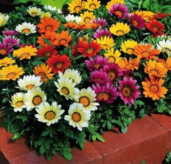 Gazania_impressa_mix_1