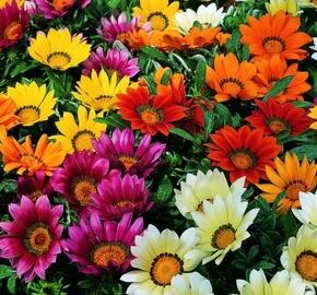 Gazania_impressa_mix_2