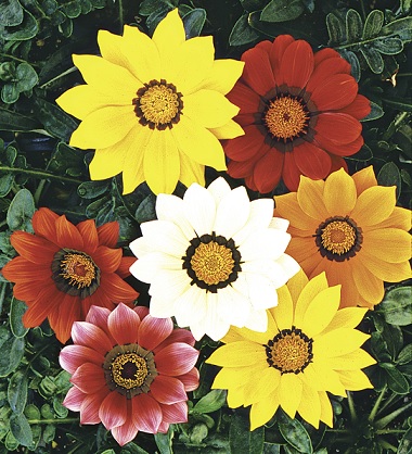 Gazania_impressa_mix_3