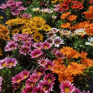 Gazania new day mix