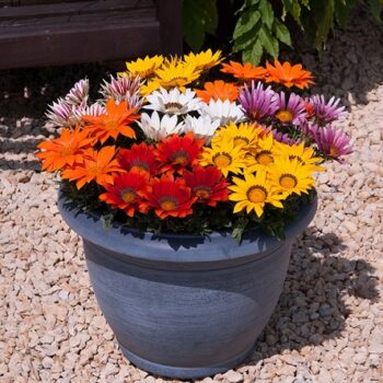 Gazania_new_day_mix_1