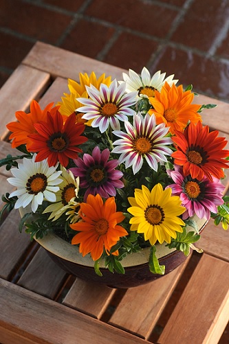 Gazania_new_day_mix_2
