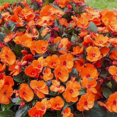 Impatiens_neu-guinea_compact_electric_orange_1