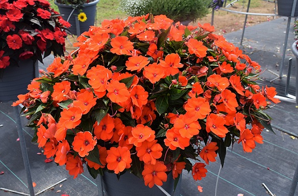Impatiens_neu-guinea_compact_electric_orange_2