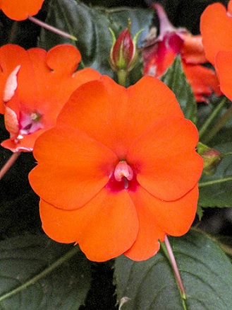 Impatiens_neu-guinea_compact_electric_orange_3