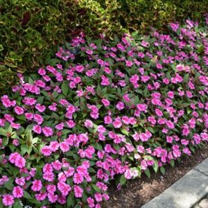 Impatiens neu-guinea compact purple candy