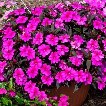 Impatiens_neu-guinea_compact_purple_candy_1