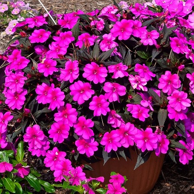Impatiens_neu-guinea_compact_purple_candy_1