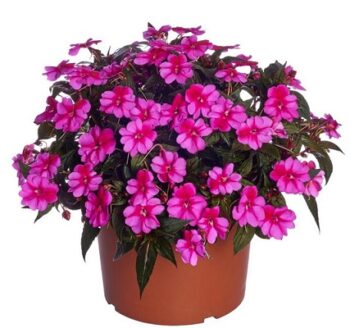 Impatiens_neu-guinea_compact_purple_candy_2