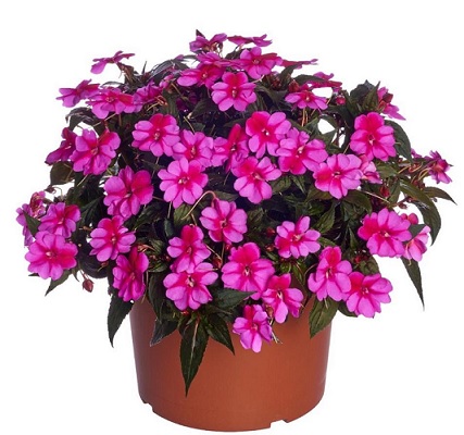 Impatiens_neu-guinea_compact_purple_candy_2
