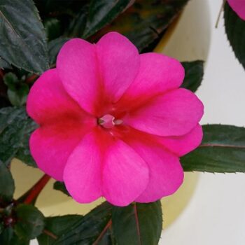 Impatiens_neu-guinea_compact_purple_candy_3