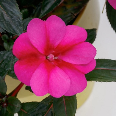 Impatiens_neu-guinea_compact_purple_candy_3