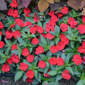 Impatiens neu-guinea compact red