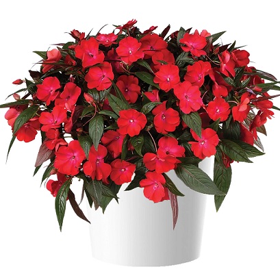 Impatiens_neu-guinea_compact_red_1