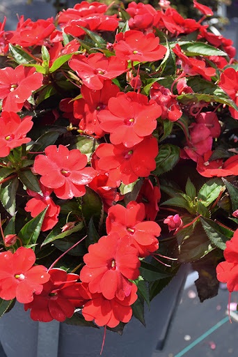 Impatiens_neu-guinea_compact_red_2
