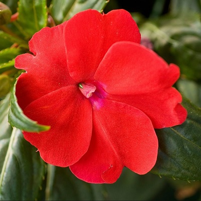 Impatiens_neu-guinea_compact_red_3