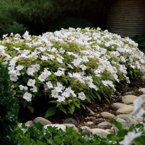 Impatiens neu-guinea compact white