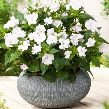 Impatiens_neu-guinea_compact_white_1