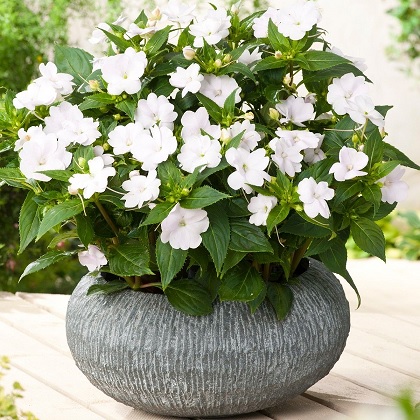 Impatiens_neu-guinea_compact_white_1
