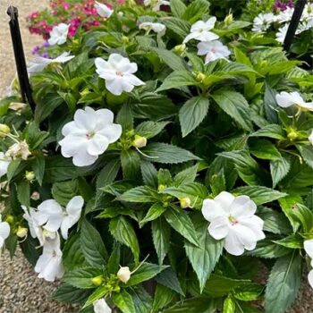 Impatiens_neu-guinea_compact_white_2
