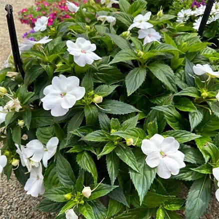 Impatiens_neu-guinea_compact_white_2