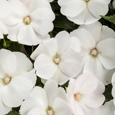 Impatiens_neu-guinea_compact_white_3