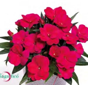 Impatiens neu-guinea magnifico cherry