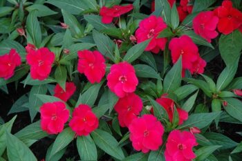 Impatiens_neu-guinea_magnifico_cherry_1