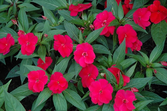 Impatiens_neu-guinea_magnifico_cherry_1