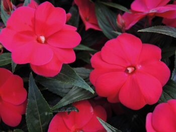 Impatiens_neu-guinea_magnifico_cherry_2