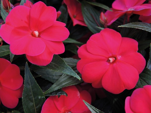 Impatiens_neu-guinea_magnifico_cherry_2