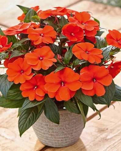Impatiens_neu-guinea_magnifico_orange_1